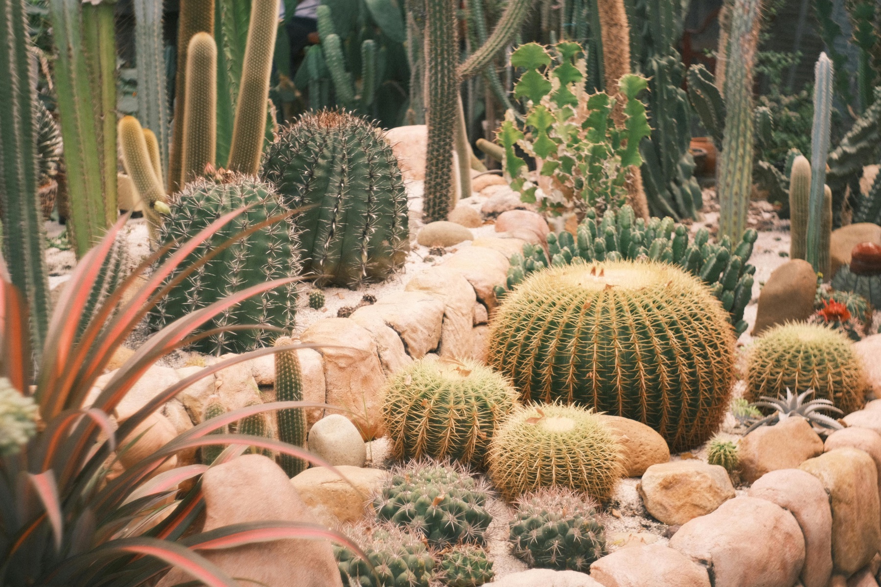 Beautiful desert landscaping with native plants and stone pathways in El Paso